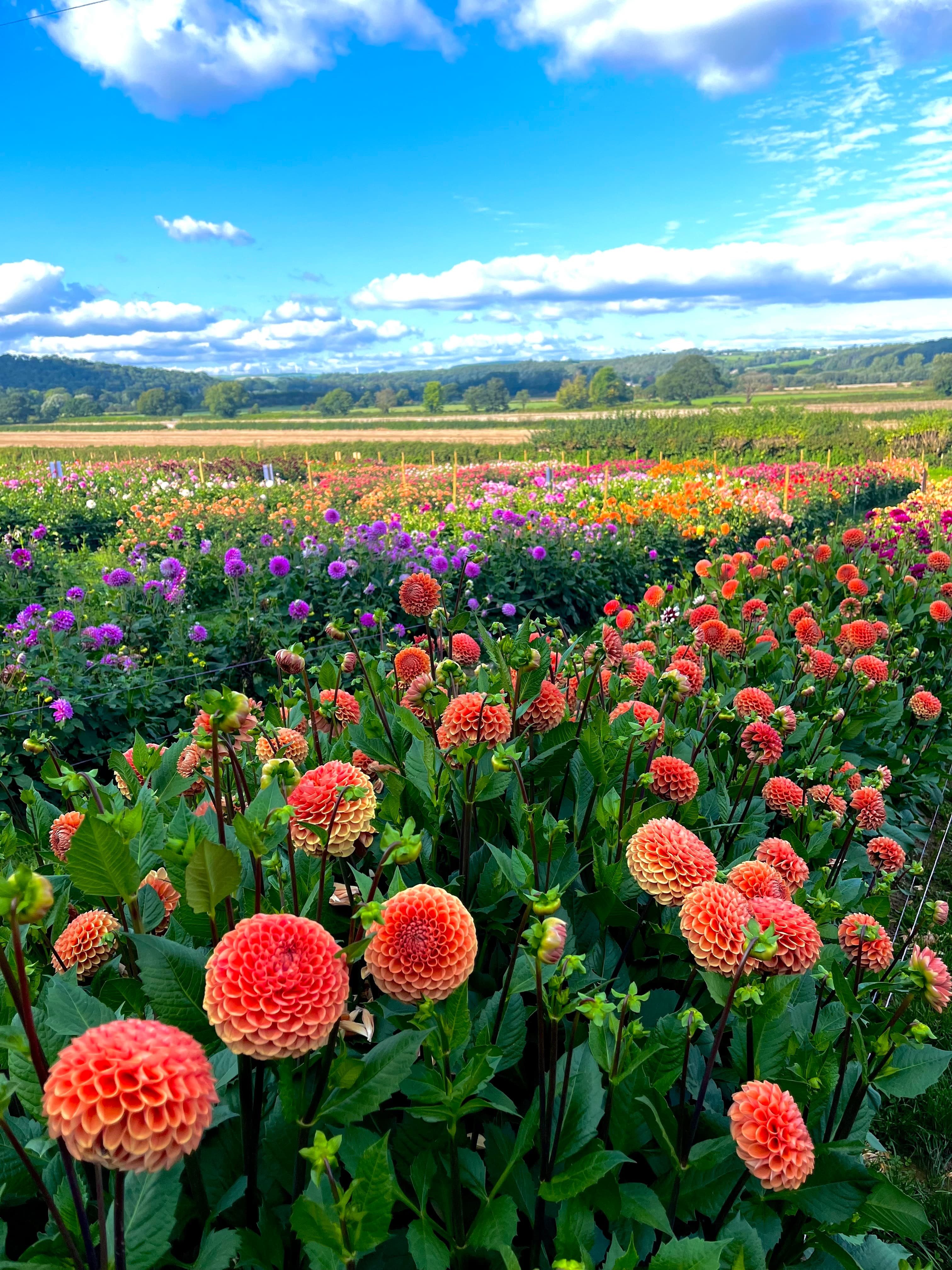 In the Flower Fields